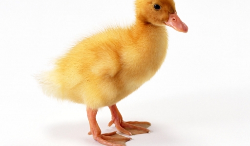 Funny Duck pictures for widescreen |Funny Animal