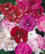 Dianthus Dynasty mix