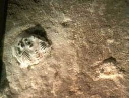 Las huellas f%C3%B3siles de Meister Oopart : Huellas de Antelope Spring, una prueba imposible aplasto un artrópodos de 500 millones de años cuando el hombre no existía aún