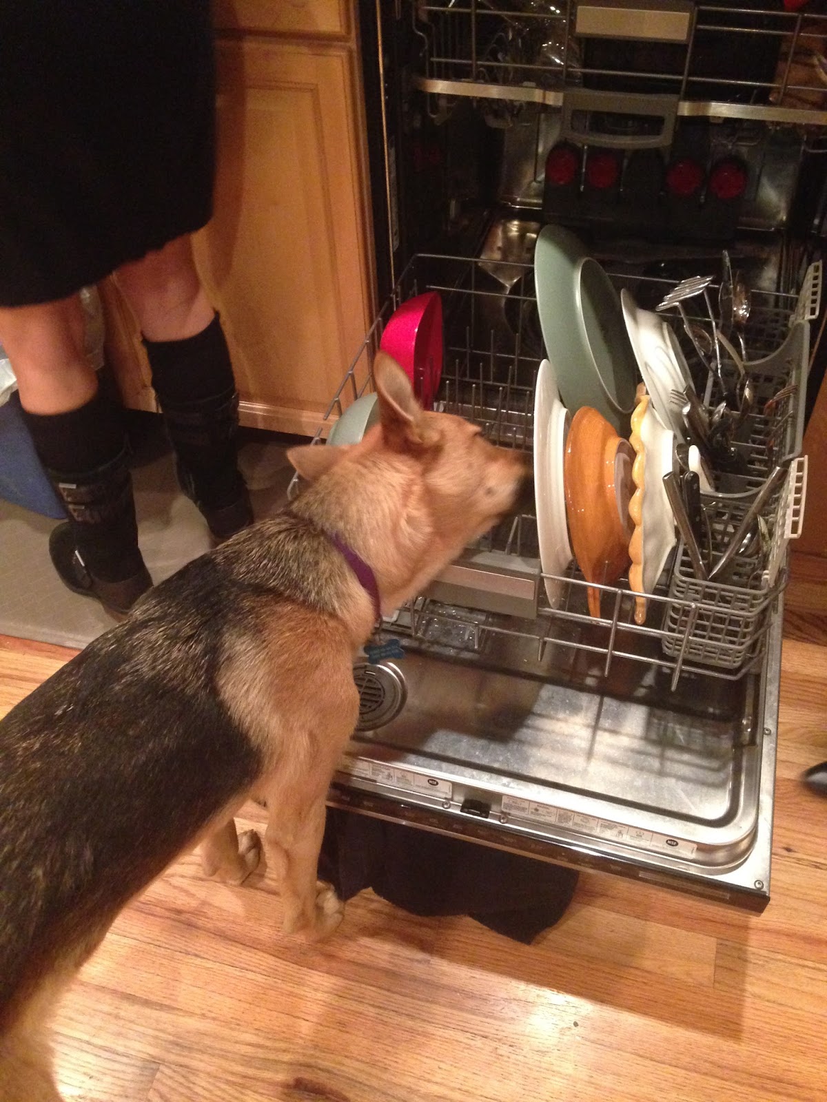 licorice for baby Knitionary