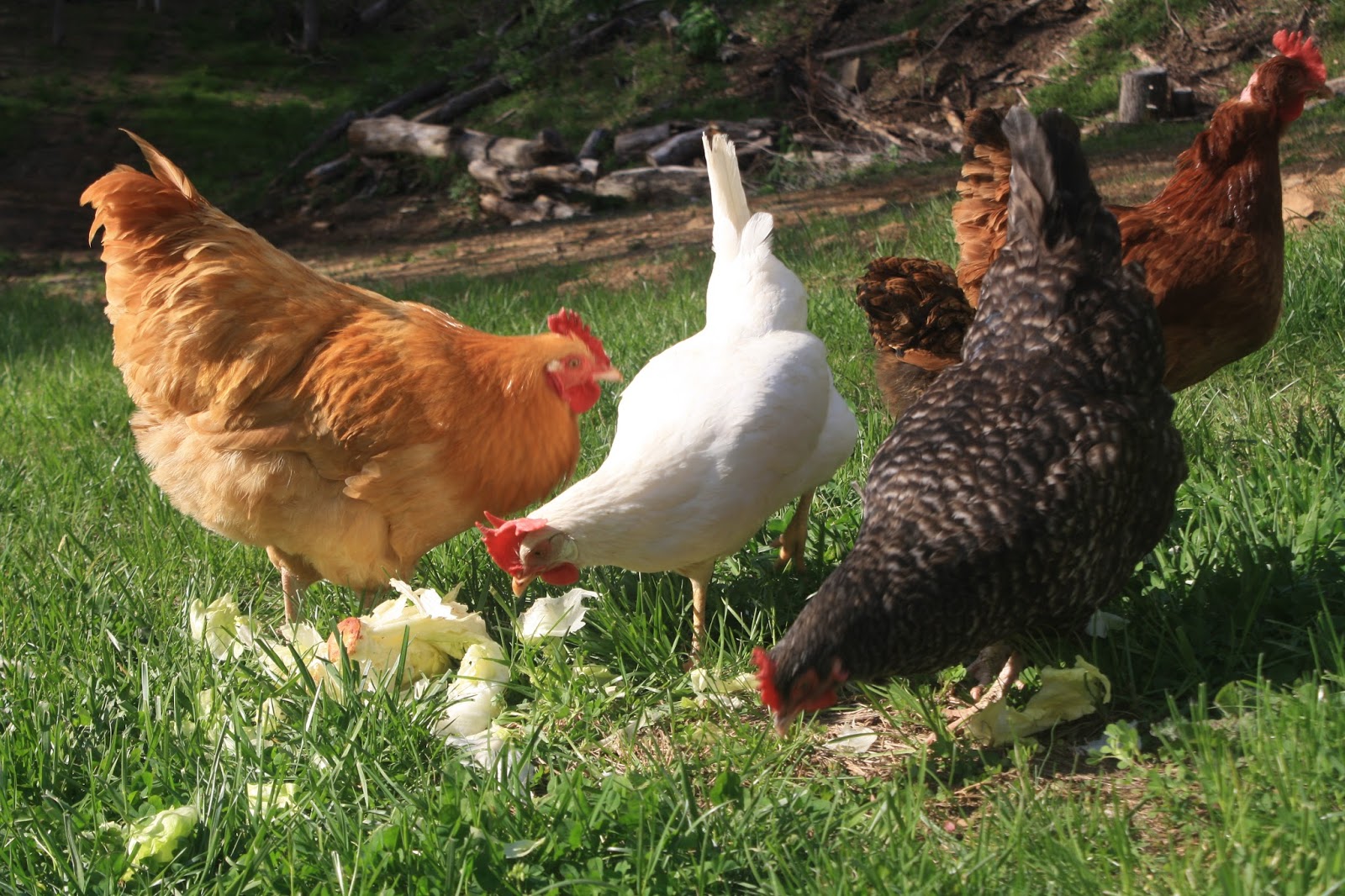 Country Charm Keeping Chickens