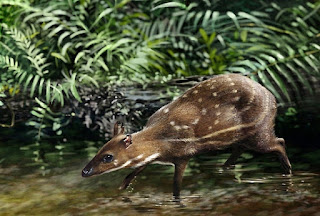 waterchevrotain | eTurboNews | eTN