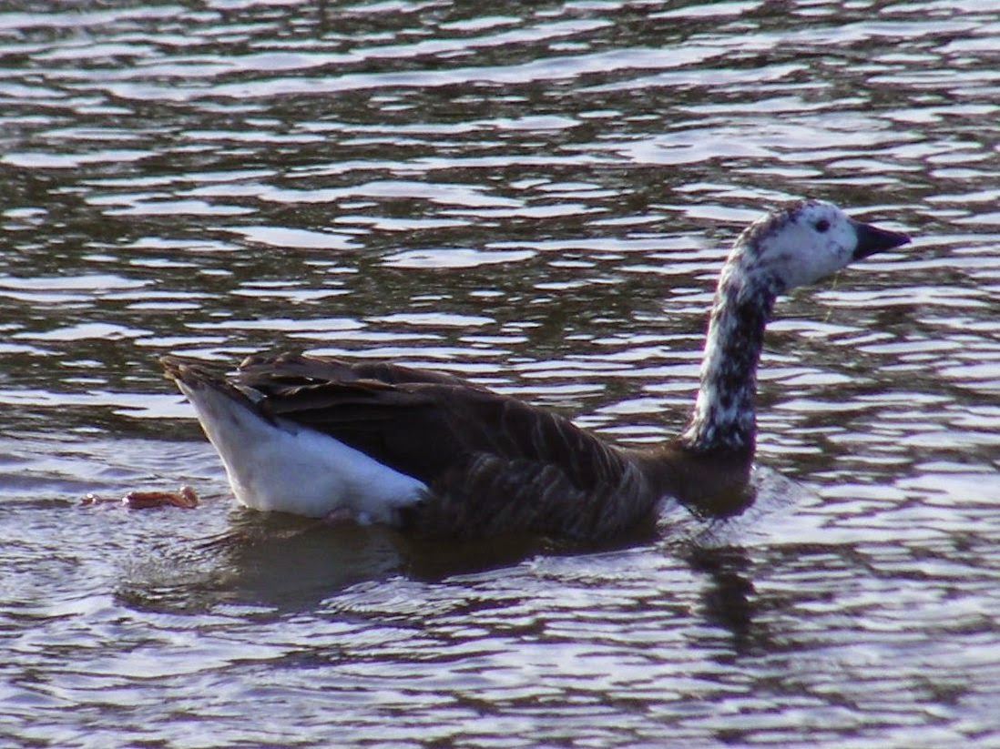 Bird Hybrids Snow Goose x Canada Goose