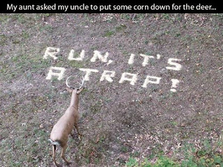 put some corn down for the deer