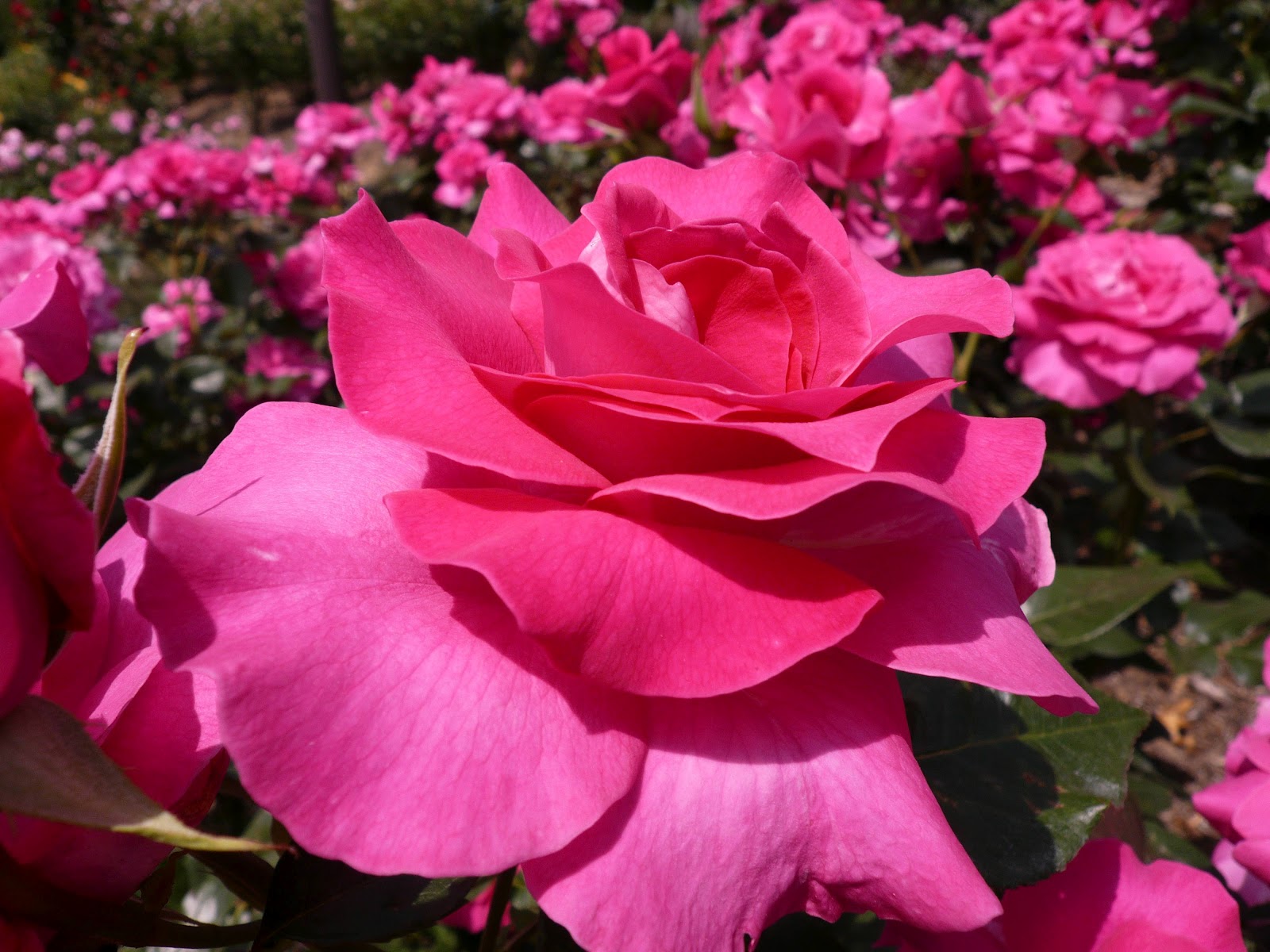 Fondos de Pantalla, Flores - Taringa!