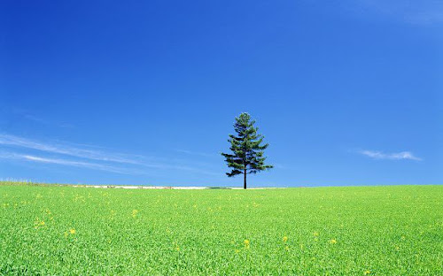 Koleksi Gambar Padang Rumput Terkeren