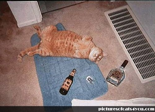 Funny Cats Drunk