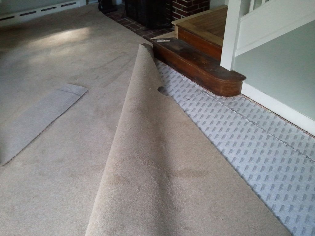 Lizzie In Progress The Carpet Does Not Match the Drapes