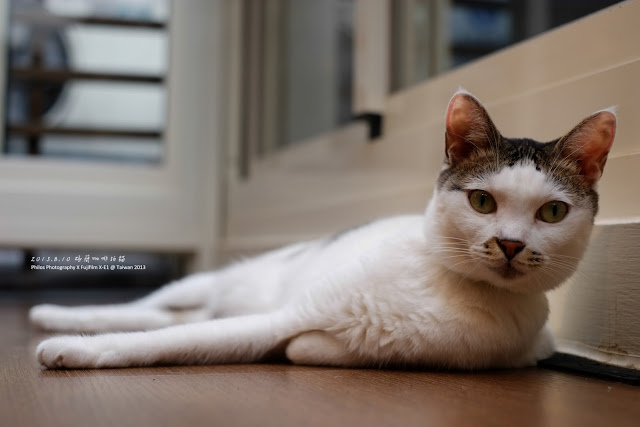 [台北] 極簡咖啡拍貓