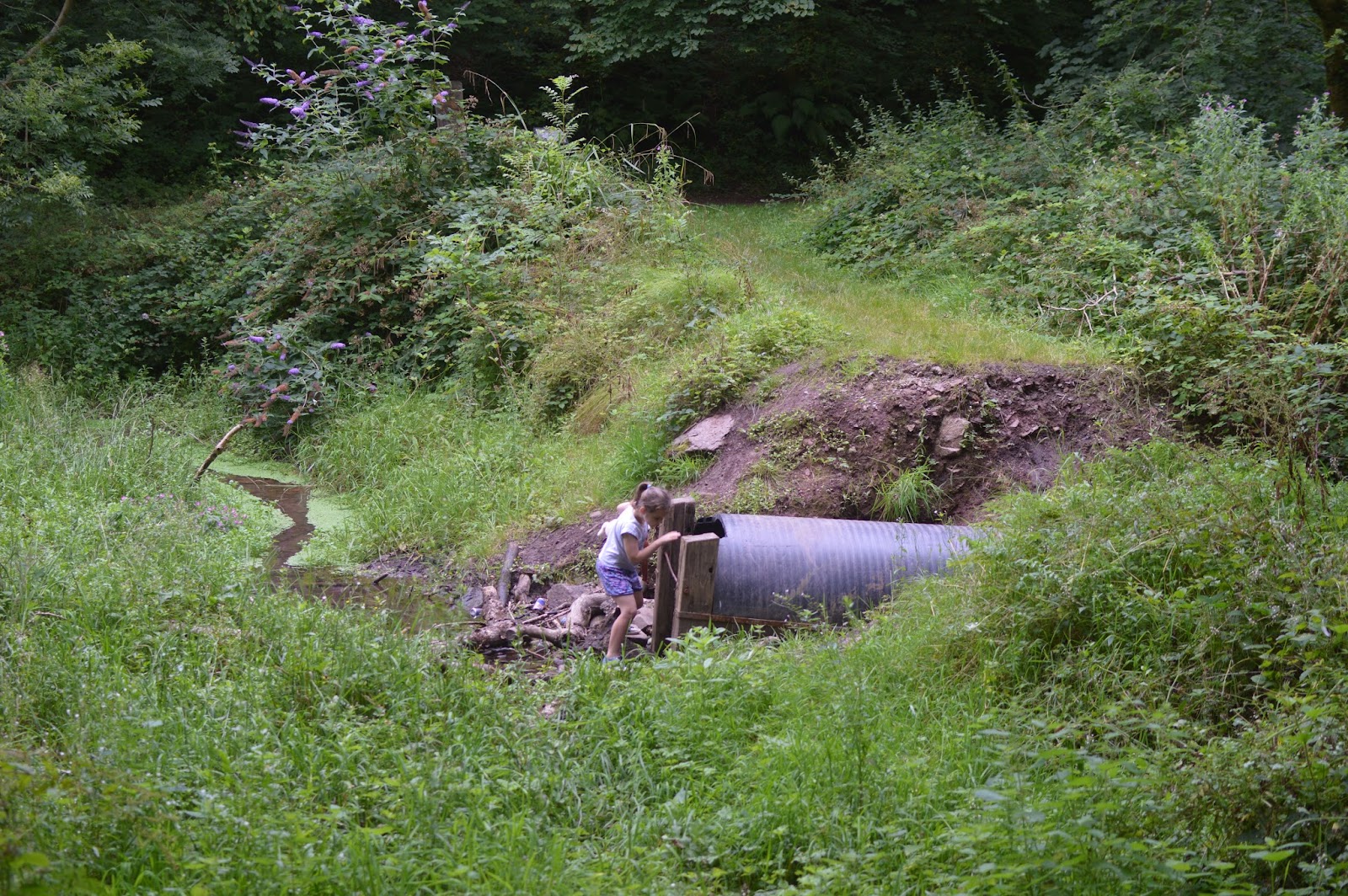 A Woodland Walk Castle Pill Woods Diary of the EvansCrittens