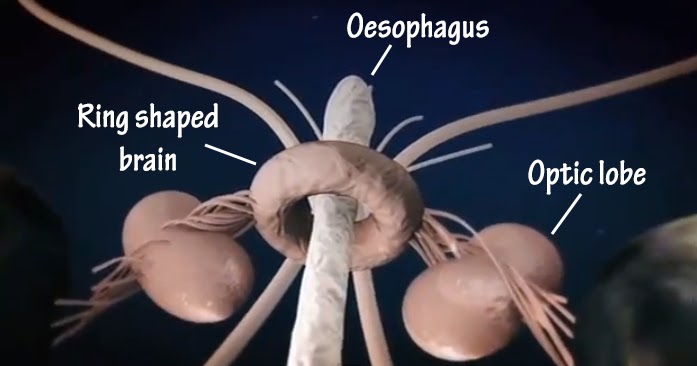 Synapse Science Magazine: Weird and Wonderful: The Giant Squid, some