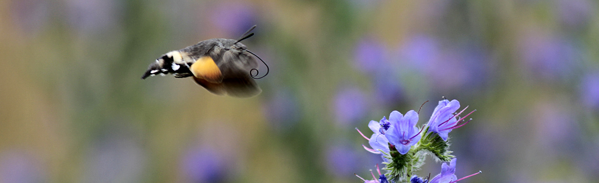 Limousin Photos Nature - Papillons et Chenilles