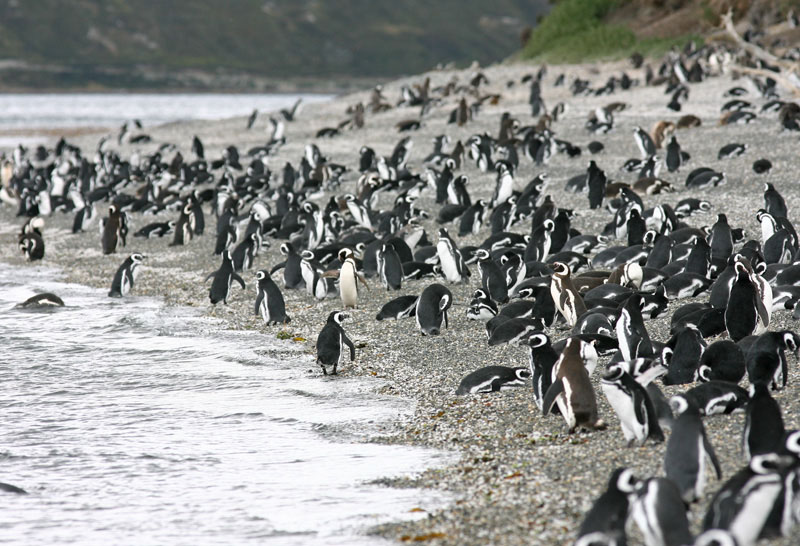 Pinguinos