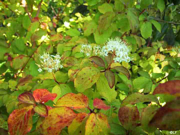 Types Of Dogwood Trees Types Of Dogwood Trees