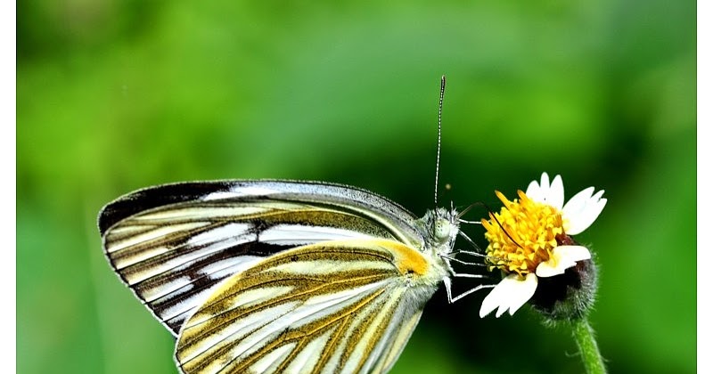 Variety of Life: Appias