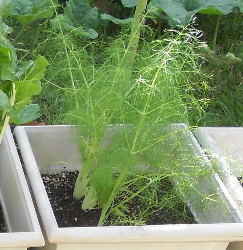 A Kitchen Garden in Kihei Maui Growing Bulbing Fennel in Kihei