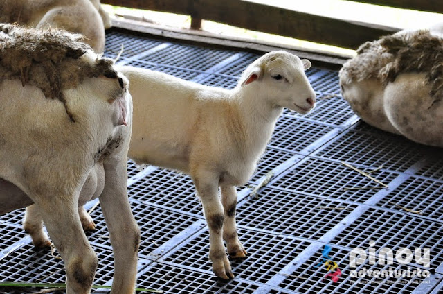 JSJ Goat Farms in Gerona Tarlac