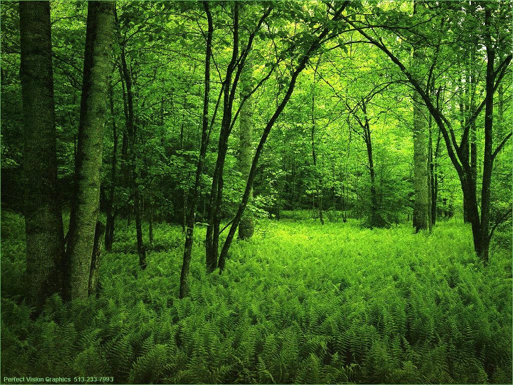Download this Plants Forest Wallpapers picture