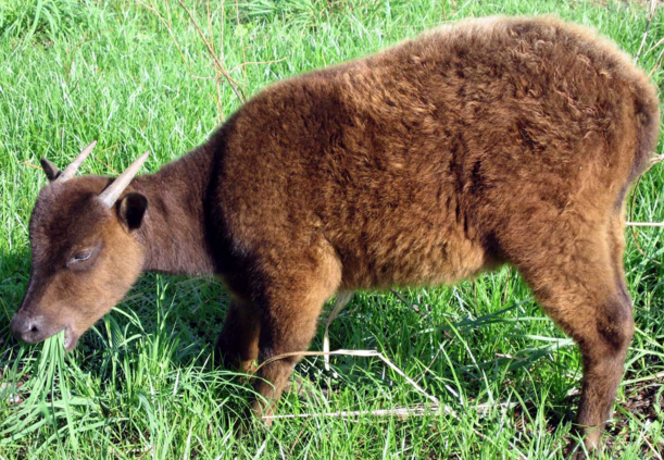 Jelajah Indonesia Anoa Asli Dari Sulawesi