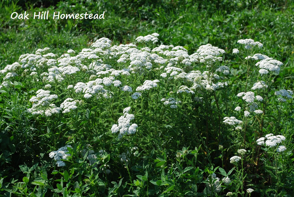 How To Harvest and Dry Yarrow Oak Hill Homestead