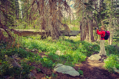 Hiking in the Medicine Bow National Forest