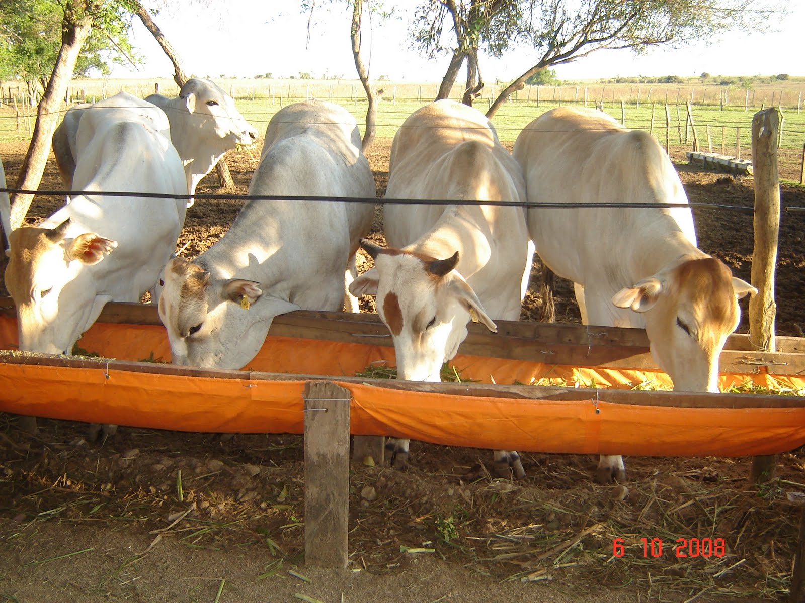 Lucas ganado. Ganadería Semiestabulada.