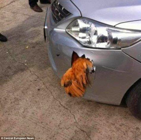 Chickens Hit 112 km / h, the car was damaged Precisely Chickens Hit 112 km / h, the car was damaged Precisely