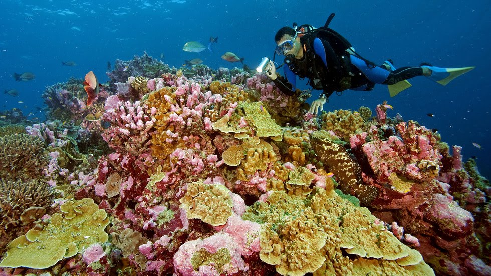 Scuba diving - Tunisia - Port Yasmine Hammamet