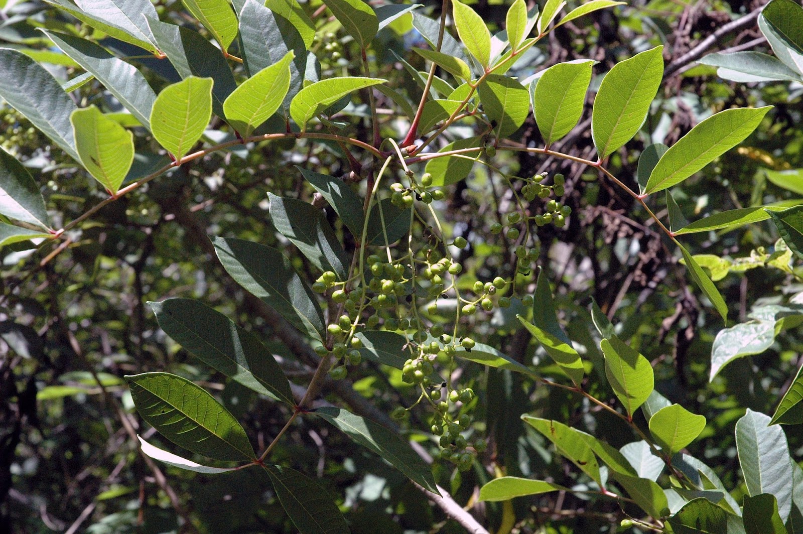 Field Biology in Southeastern Ohio July 2013