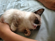 Meet Tard, the grumpy cat (10 pics + video) (tard the grumpy cat )