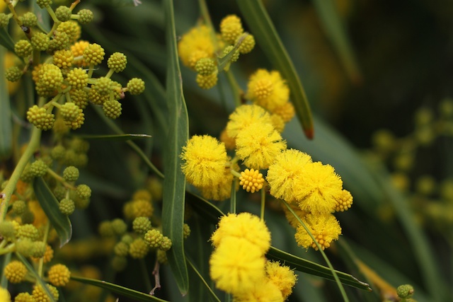 The Golden Wattle