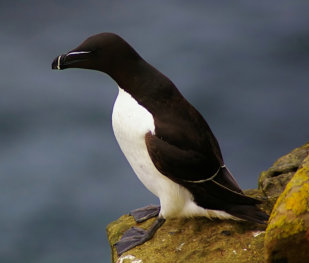 Razorbill+Alca+torda.jpg