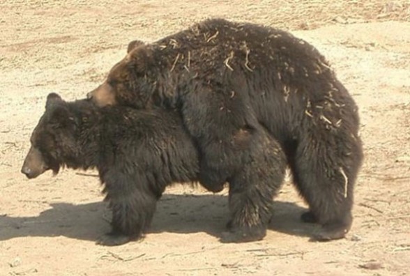 img21: Animals making love img21: Animals making love