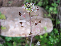 Αγριοκαρδαμούδα-Capsella bursa-pastoris