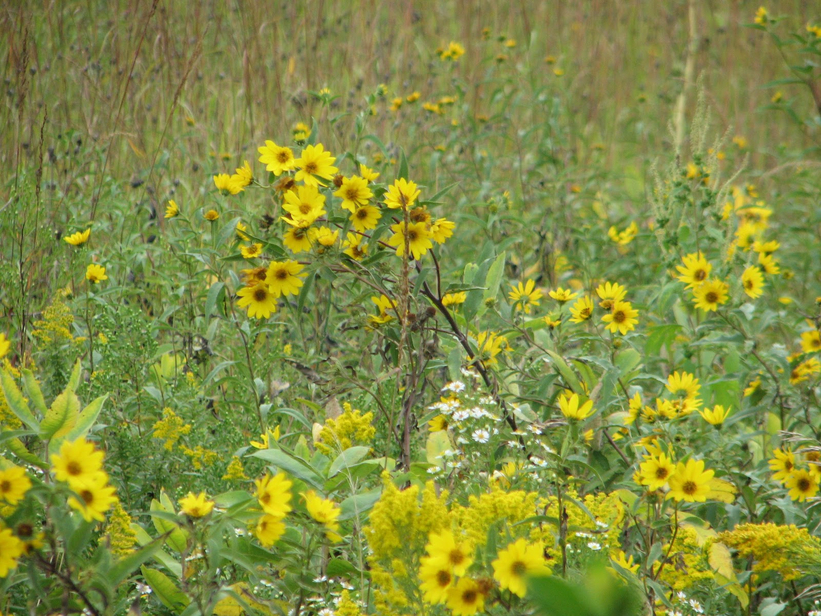troutbirder Prairie Flowers