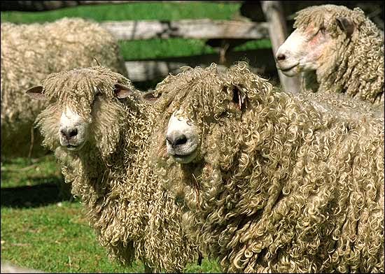 Design Inspired Baa Baa Black Sheep Have You Any Wool Not All