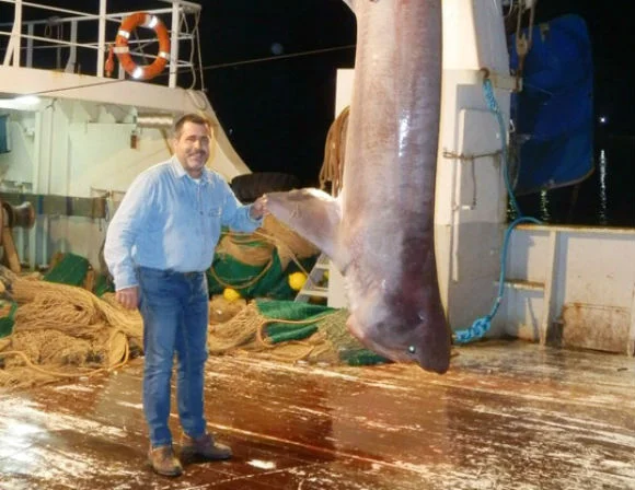 Εύβοια: Απίστευτη ψαριά! Έπιασε καρχαρία «σαπουνά» 5,5 μέτρων - Δείτε τις φωτογραφίες που κάνουν θραύση σε facebook και twitter! (ΦΩΤΟ)
