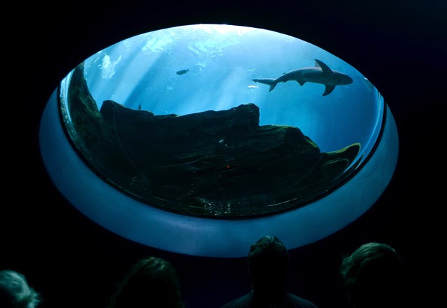 Swim with Gentle Giants, Sharks, Georgia Aquarium