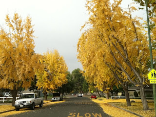 My Favorite Yellow Leaves Fall Trees in San Jose