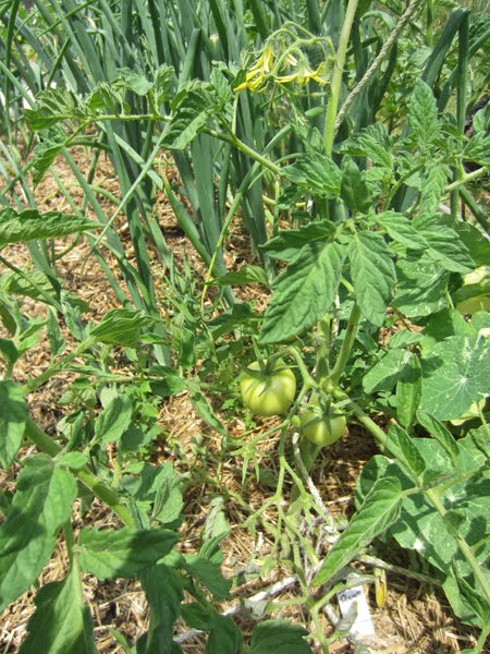 1069 Best Garden Tips Images Garden Veggie Garden Plants