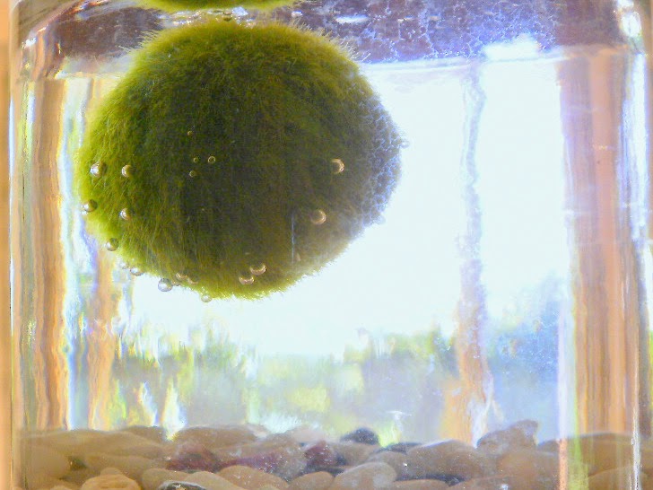 She and Me Marimo Moss Ball