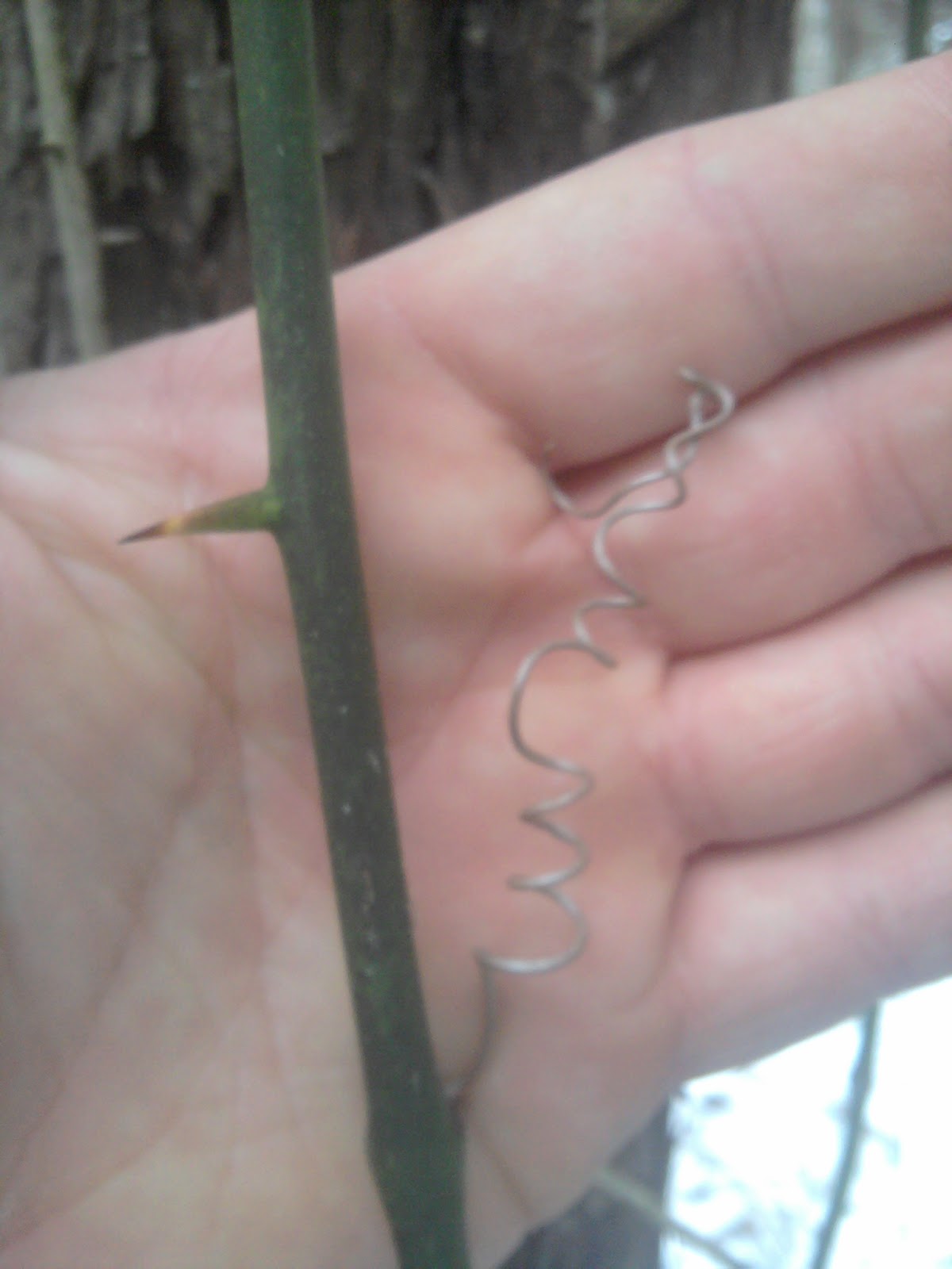 A Case Of Wildlife Fever Thorns, Briers, and Brambles