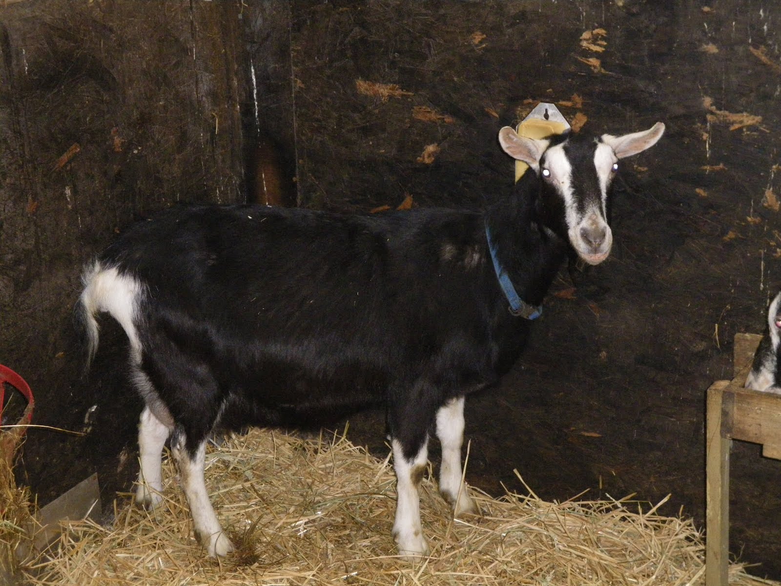Tangarn Dairy Goats FOR SALE