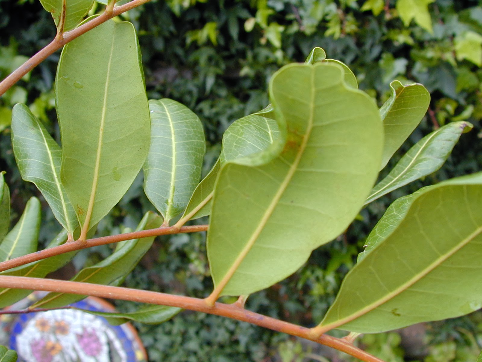 Trees of Santa Cruz County Cupaniopsis anacardioides Carrotwood tree