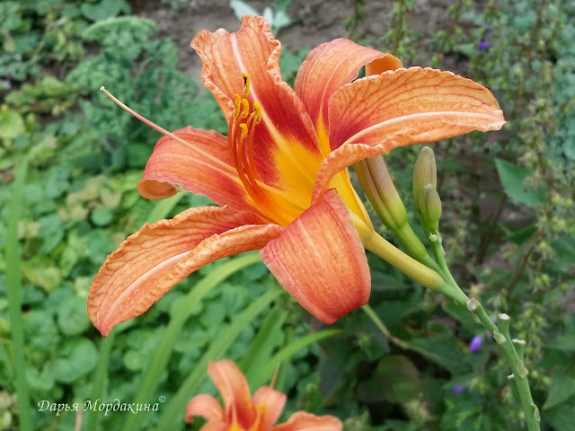 photo, photography, photooftheday, flower, цветок, цветы, растение, лето, солнце, лилейник, золотые шары, рудбекия, мальва, штокроза, очиток, бархотка, бархотец, гайлардия, сад, садовыецветы