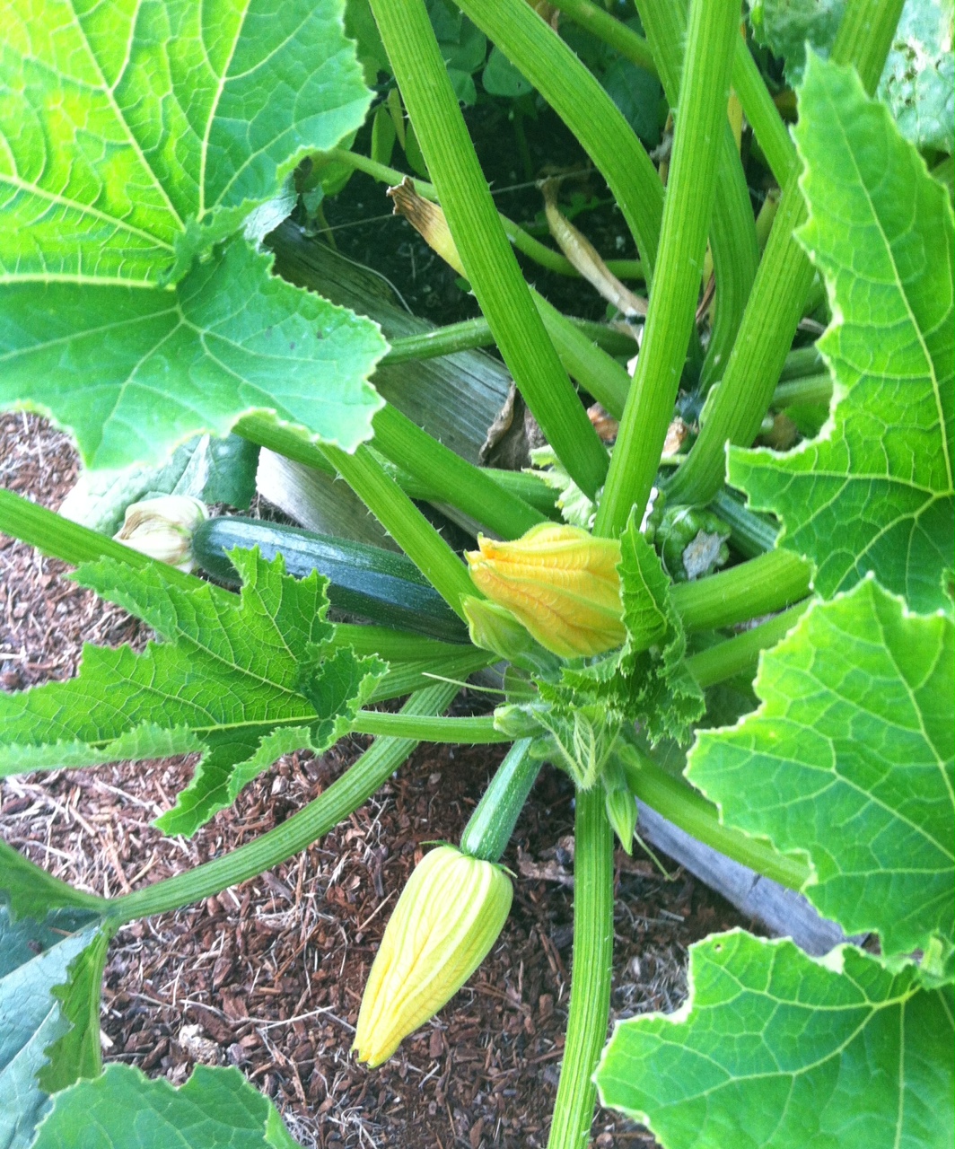 Good Deal Meals It's Zucchini Time!