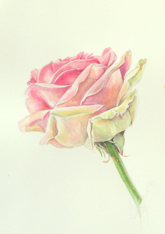 Flower Drawings With Color Tumblr Amazing Wallpapers