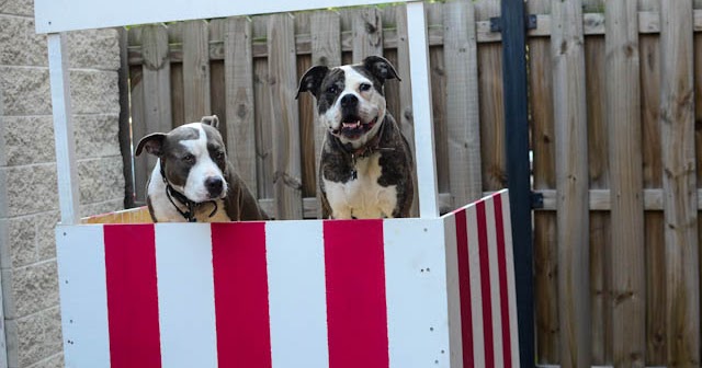 Two Pitties in the City DoggyStyle On Building a Dog