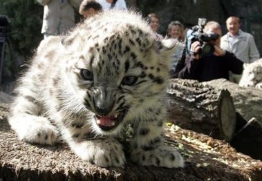 Lucunya Anak Macan Tutul | Gosip Gambar