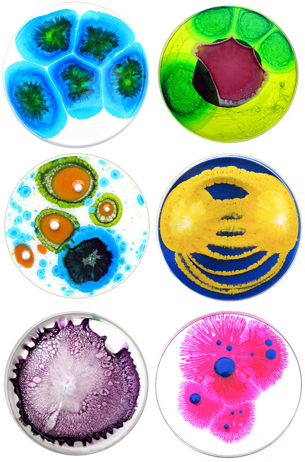 magpie & whiskeyjack Art in a Petri Dish